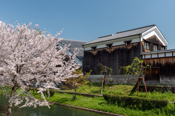 京都伏見 桜風景