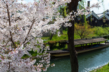 Obraz premium 京都伏見 桜風景