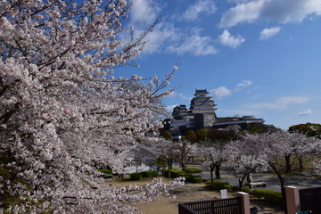 春の姫路城