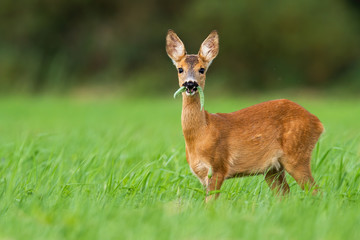 Cute roe deer, capreolus capreolus, fawn grazing on green summer meadow with leafs of plant in open mouth. Alert young wild animal feeding in nature with copy space. Wildlife on hay field.
