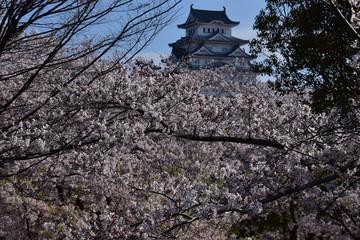 春の姫路城