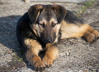 A beautiful black dog stands and warms up in the sun
