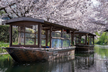 Fototapeta na wymiar 京都伏見 桜風景