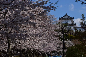 春の姫路城