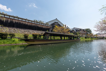 Obraz premium 京都伏見 桜風景