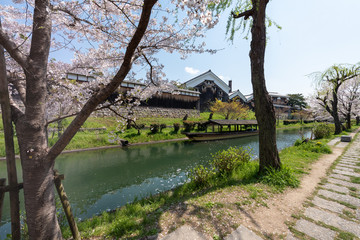 京都伏見 桜風景