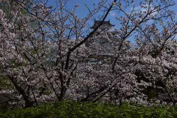 春の姫路城