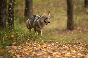 Lone wolf running in autumn forest Czech Republic