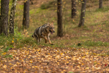 Lone wolf running in autumn forest Czech Republic