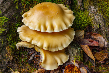 Mushrooms grow under a tree. Mushrooms in Alaska. Alaskan mushrooms. Northern mushrooms.