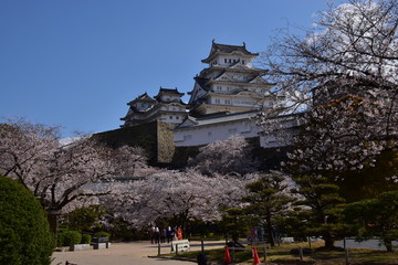 春の姫路城