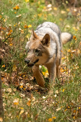 Lone wolf running in autumn forest Czech Republic
