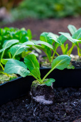 Spring in organic vegetable garden, young cabbage plant ready for planting outside in soil