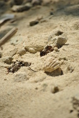 closeup of coral and beach sand