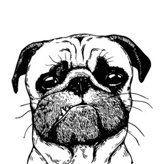 pug dog portrait