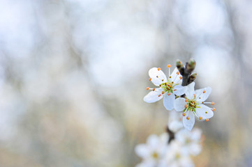 Weisse Blüten in der Frühlingssonne
