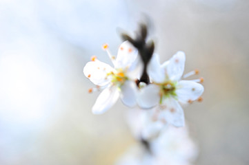 Weisse Blüten in der Frühlingssonne