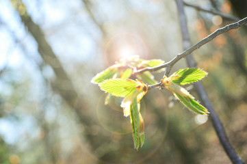 Bl&auml;tter in Fr&uuml;hlingssonne