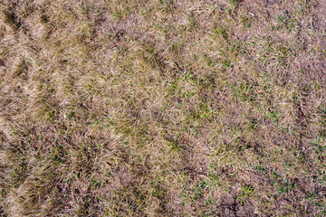 Dry grass sedges broken by strong wind. Natural background.