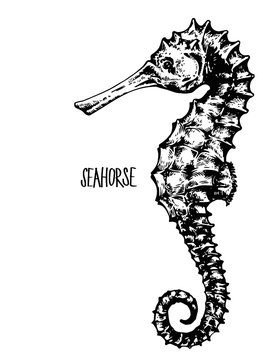 vector illustration of a seahorse 