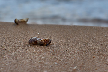 
In the foreground are small shells in the sand. In the background the sea