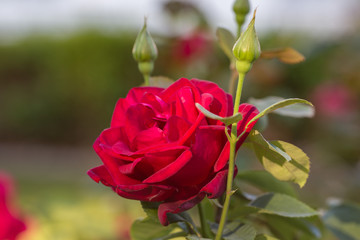 red rose on a green background