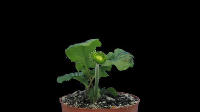 Time-lapse of opening coral gerbera 1b4 in 4K PNG+ format with ALPHA transparency channel isolated on black background
