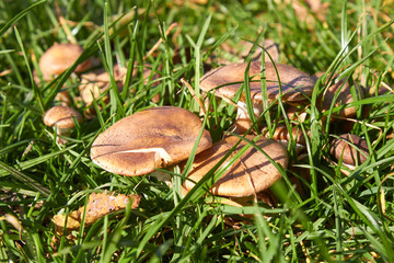mushrooms in the grass,grow in the grass on a meadow of honey fungus