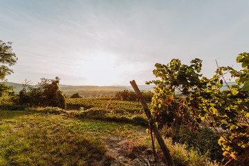 Beautiful sunset over vineyards with leaves in the foreground, sunrise landscape