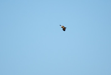 flight of the sky