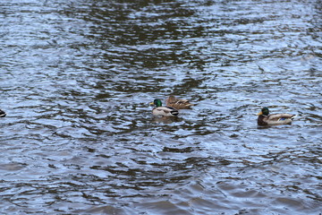 ducks in the water