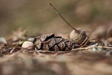 
Close up cone and acorn on the trail