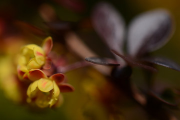 Fototapeta premium Barberry bush blooms with small yellow flowers, close up, extra macro