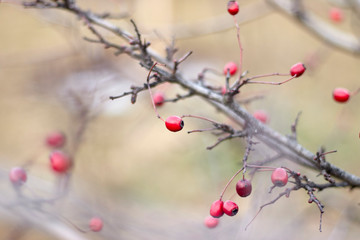
Branch with hawthorn berries on a blurred background