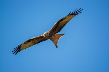 Obraz premium red kite in flight with blue sky in the background