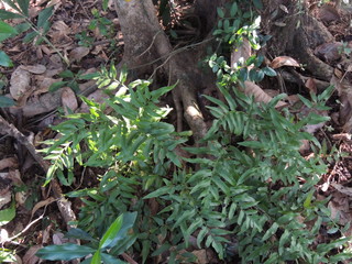 Fototapeta premium terrestrial fern, linsaea heterophylla, plant, leaves, garden, 
