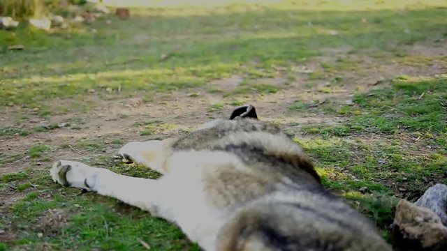 los perros descansan siempre en la naturaleza