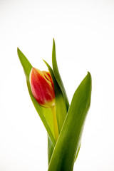 red tulip on a white background in close-up