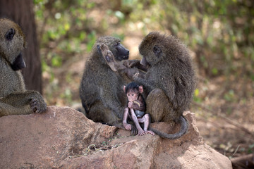 Pavian Baby
