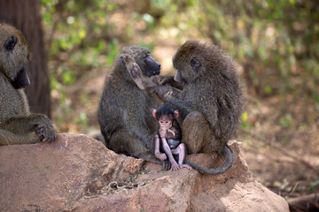 Pavian Baby