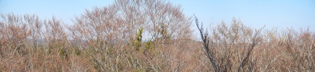 Baumkronen-Panorama von der Ludwigshöhe