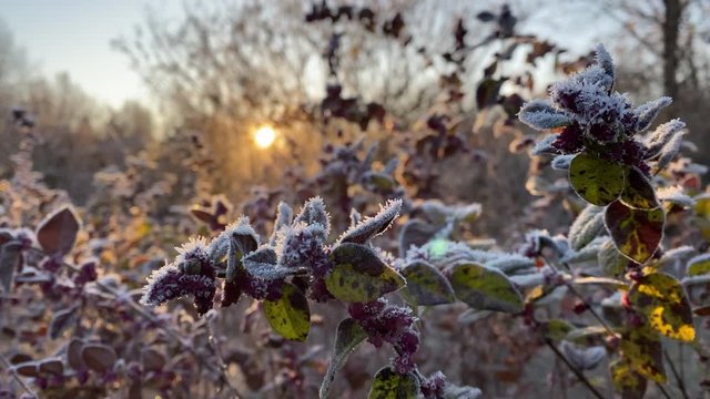 Autumn frost, branches and leaves covered with hoarfrost ice crystals in the rays of rising sun.