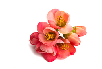 Fototapeta na wymiar Chinese quince flowers Isolated