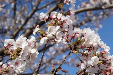 日本　桜　絶景