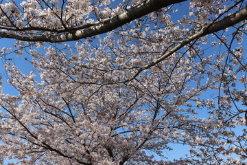 日本　桜　絶景
