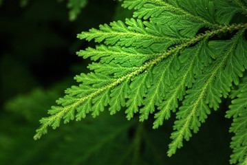 Nature scene of Single tropical leaf of Trichomanes speciosum , commonly known as Killarney fern with Blurred background