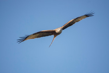 red kite in flight with blue sky in the background