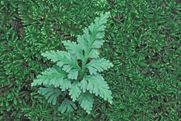 Nature scenic of Closeup Fern leaf with Tropical leaves background