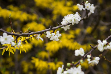 early spring, flowers and colors bloom