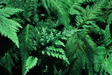 Nature scenic of Closeup Fern leaf with Tropical leaves background